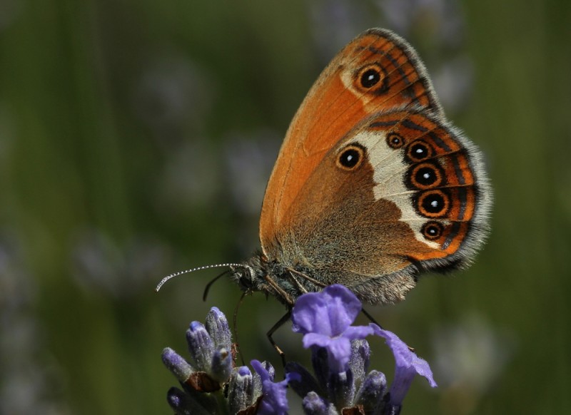 Photo de Coenonympha arcania